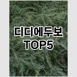 디디에두보의 매력을 느낄 수 있는 Top 5 추천!